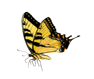 butterfly image for fear of buterflies testimonial